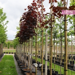 Oregon-Blutahorn Royal Red - Acer platanoides Royal Red | Gardline