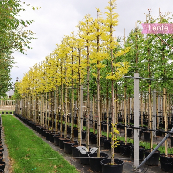 Gelber Lederhülsenbaum Sunburst - Gold-Gleditschie Sunburst - Gleditsia triacanthos Sunburst | Gardline