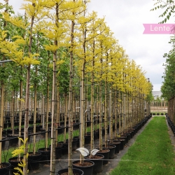 Gelber Lederhülsenbaum Sunburst - Gold-Gleditschie Sunburst - Gleditsia triacanthos Sunburst | Gardline