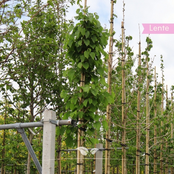 Baumhasel - Türkische Hasel - Corylus colurna | Gardline Baumhasel - Türkische Hasel - Corylus colurna | Gardline