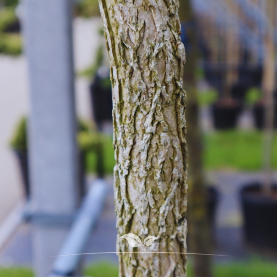Baumhasel - Türkische Hasel - Corylus colurna | Gardline Baumhasel - Türkische Hasel - Corylus colurna | Gardline