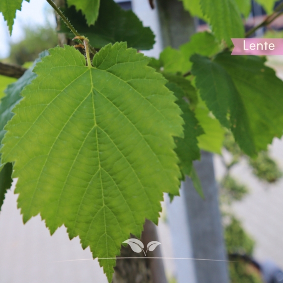 Baumhasel - Türkische Hasel - Corylus colurna | Gardline