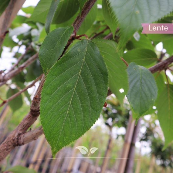 Japanische Zierkirsche - Japanische Nelkenkirsche - Japanische Blütenkirsche - Prunus serrulata Kanzan | Gardline