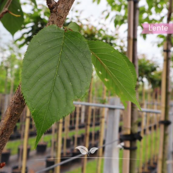 Japanische Zierkirsche - Japanische Nelkenkirsche - Japanische Blütenkirsche - Prunus serrulata Kanzan | Gardline