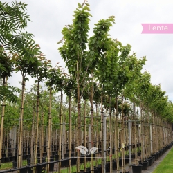 Japanische Zierkirsche - Japanische Nelkenkirsche - Japanische Blütenkirsche - Prunus serrulata Kanzan | Gardline