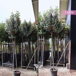 Wintergrüne Ölweide - Elaeagnus ebbingei | Gardline