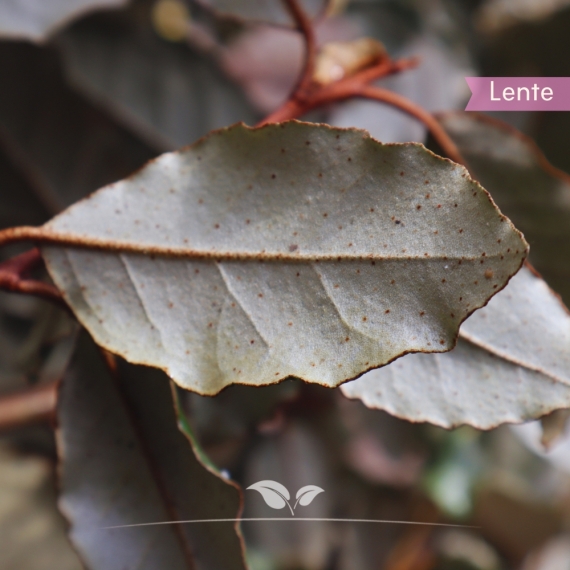 Wintergrüne Ölweide - Elaeagnus ebbingei | Gardline