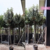 Wintergrüne Ölweide - Elaeagnus ebbingei | Gardline Wintergrüne Ölweide - Elaeagnus ebbingei | Gardline