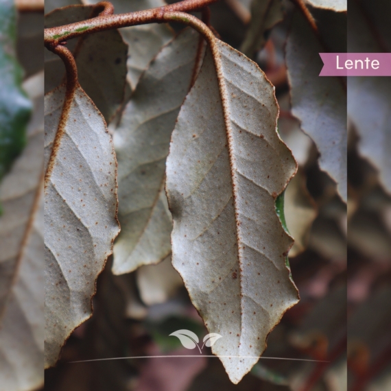 Wintergrüne Ölweide - Elaeagnus ebbingei | Gardline