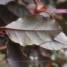 Wintergrüne Ölweide - Elaeagnus ebbingei | Gardline Wintergrüne Ölweide - Elaeagnus ebbingei | Gardline
