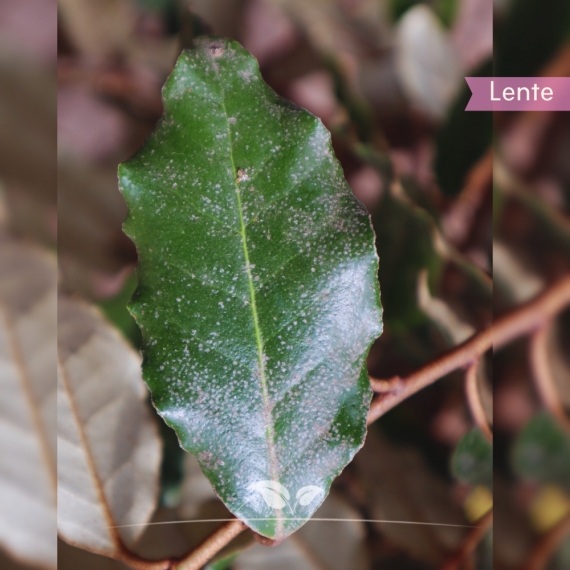 Wintergrüne Ölweide - Elaeagnus ebbingei | Gardline