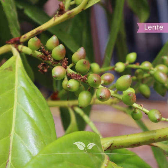Kirschlorbeer Novita - Lorbeer Novita - Prunus laurocerasus Novita | Gardline Kirschlorbeer Novita - Lorbeer Novita - Prunus laurocerasus Novita | Gardline