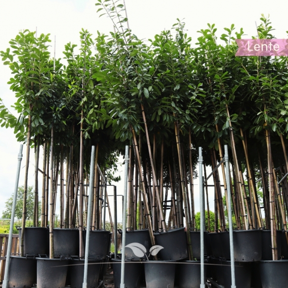 Kirschlorbeer Novita - Lorbeer Novita - Prunus laurocerasus Novita | Gardline Kirschlorbeer Novita - Lorbeer Novita - Prunus laurocerasus Novita | Gardline