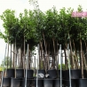 Kirschlorbeer Novita - Lorbeer Novita - Prunus laurocerasus Novita | Gardline Kirschlorbeer Novita - Lorbeer Novita - Prunus laurocerasus Novita | Gardline