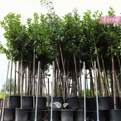 Kirschlorbeer Novita - Lorbeer Novita - Prunus laurocerasus Novita | Gardline