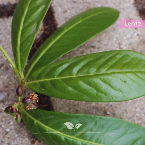 Kirschlorbeer Novita - Lorbeer Novita - Prunus laurocerasus Novita | Gardline Kirschlorbeer Novita - Lorbeer Novita - Prunus laurocerasus Novita | Gardline
