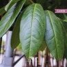 Kirschlorbeer Novita - Lorbeer Novita - Prunus laurocerasus Novita | Gardline Kirschlorbeer Novita - Lorbeer Novita - Prunus laurocerasus Novita | Gardline