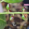 Kirschlorbeer Novita - Lorbeer Novita - Prunus laurocerasus Novita | Gardline Kirschlorbeer Novita - Lorbeer Novita - Prunus laurocerasus Novita | Gardline