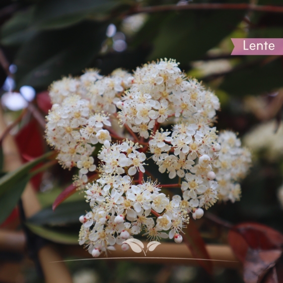 Glanzmispel Red Robin - Photinia fraseri Red Robin | Gardline