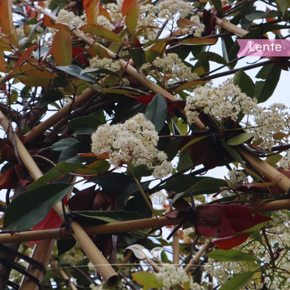 Glanzmispel Red Robin - Photinia fraseri Red Robin | Gardline