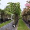 Spalierlinde Pallida | Stammhöhe 200 cm | Stammumfang 12 cm | Gardline Spalierlinde Pallida | Stammhöhe 200 cm | Stammumfang 12 cm | Gardline
