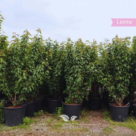 Japanische Nelkenkirsche Kanzan mehrstämmig 250-275 cm | Gardline Japanische Nelkenkirsche Kanzan mehrstämmig 250-275 cm | Gardline