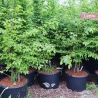Hainbuche mehrstämmig 225-250 cm | Gardline Hainbuche mehrstämmig 225-250 cm | Gardline