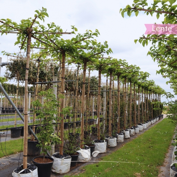 Dach-Maulbeerbaum Fruitless 220 cm | Stammumfang 8 cm | Sternförmig  | Gardline