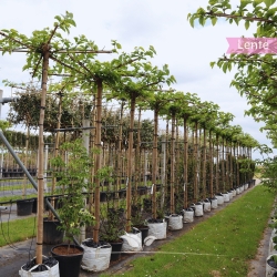 Dach-Maulbeerbaum Fruitless 240 cm | Stammumfang 10 cm | Sternförmig  | Gardline