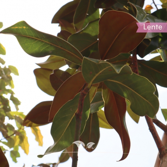 Immergrüne Magnolie - Biberbaum - Falscher Tulpenbaum - Magnolia grandiflora | Gardline
