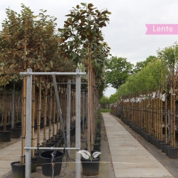 Immergrüne Magnolie - Biberbaum - Falscher Tulpenbaum - Magnolia grandiflora | Gardline