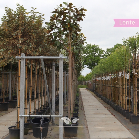 Immergrüne Magnolie 200-250 cm | Gardline