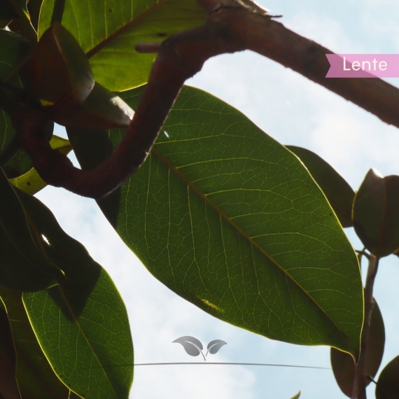 Immergrüne Magnolie - Biberbaum - Falscher Tulpenbaum - Magnolia grandiflora | Gardline