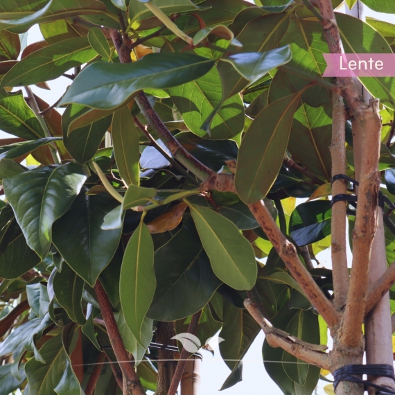 Immergrüne Magnolie - Biberbaum - Falscher Tulpenbaum - Magnolia grandiflora | Gardline