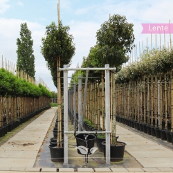 Portugiesischer Kirschlorbeer - Portugiesischer Lorbeer - Kirschlorbeer Angustifolia - Prunus lusitanica Angustifolia | Gardline