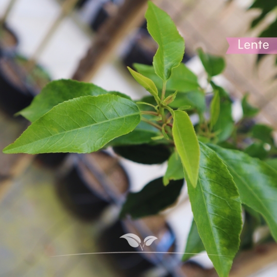 Portugiesischer Kirschlorbeer - Portugiesischer Lorbeer - Kirschlorbeer Angustifolia - Prunus lusitanica Angustifolia | Gardline