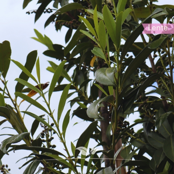 Kirschlorbeer Caucasica - Lorbeer Caucasica - Kaukasischer Kirschlorbeer - Prunus laurocerasus Caucasica | Gardline