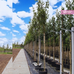 Kirschlorbeer Caucasica - Lorbeer Caucasica - Kaukasischer Kirschlorbeer - Prunus laurocerasus Caucasica | Gardline