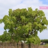 Zwerg-Kugelamberbaum Gumball - Liquidambar styraciflua Gumball | Gardline Zwerg-Kugelamberbaum Gumball - Liquidambar styraciflua Gumball | Gardline
