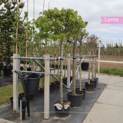 Zwerg-Kugelamberbaum Gumball - Liquidambar styraciflua Gumball | Gardline