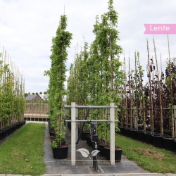 Säulen-Amberbaum Slender Silhouette - Liquidambar styraciflua Slender Silhouette | Gardline