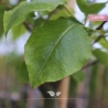 Chinesische Wildbirne - Zierbirne Chanticleer - Pyrus calleryana Chanticleer | Gardline Chinesische Wildbirne - Zierbirne Chanticleer - Pyrus calleryana Chanticleer | Gardline