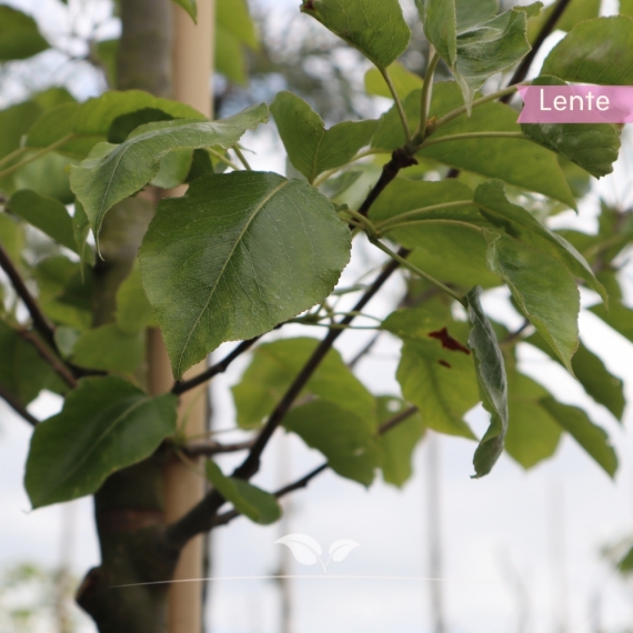Chinesische Wildbirne - Zierbirne Chanticleer - Pyrus calleryana Chanticleer | Gardline Chinesische Wildbirne - Zierbirne Chanticleer - Pyrus calleryana Chanticleer | Gardline