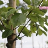 Chinesische Wildbirne - Zierbirne Chanticleer - Pyrus calleryana Chanticleer | Gardline Chinesische Wildbirne - Zierbirne Chanticleer - Pyrus calleryana Chanticleer | Gardline