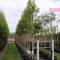 Chinesische Wildbirne - Zierbirne Chanticleer - Pyrus calleryana Chanticleer | Gardline
