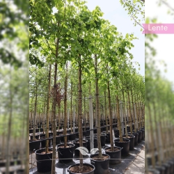 Kaiserlinde Pallida - Tilia europaea Pallida | Gardline