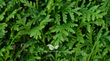 Thuja 'Brabant' kaufen | Abendländischer Lebensbaum