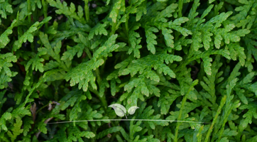 Thuja Brabant kaufen | Einer der beliebtesten Lebensbäume