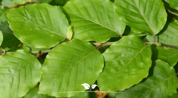 Buche (Carpinus und Fagus)