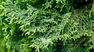 Thuja Smaragd günstig online kaufen